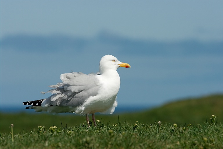 Silbermöwe