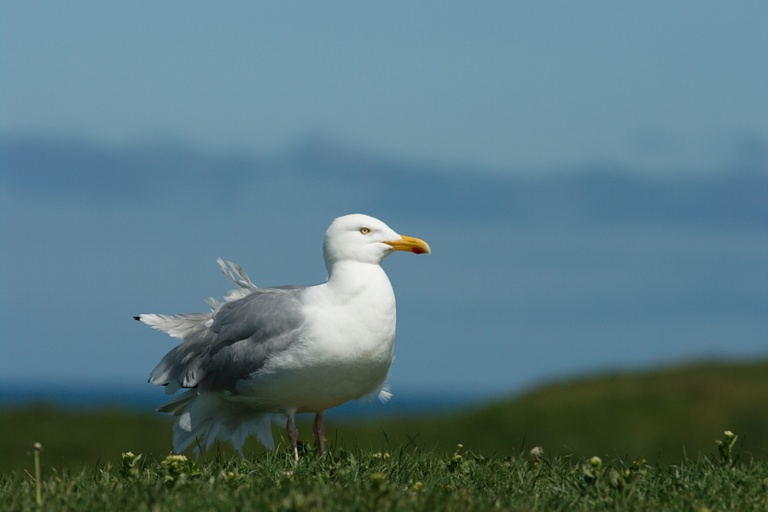 Silbermöwe