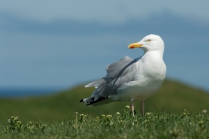 Silbermöwe