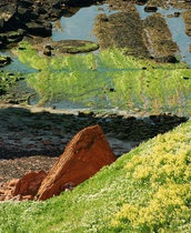 Roter Fels und Klippenkohl auf Helgoland