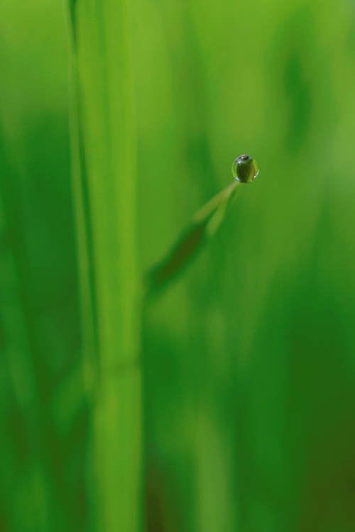 Gras #1
