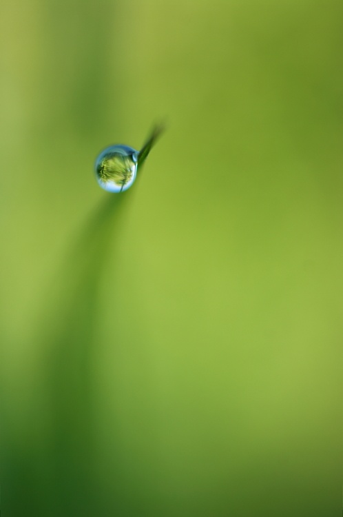 Gras #6