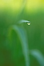 Gras #7