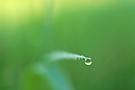 Gras #8