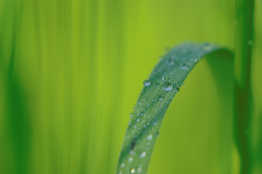 Gras #9