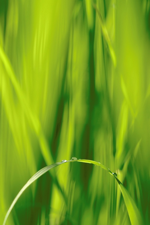 Gras #10