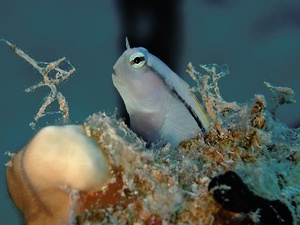 Blenny