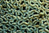 Korallenstruktur