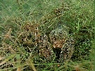 Flußkrebs [ND]
