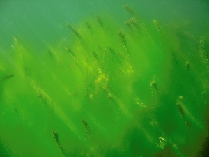 Unterwasserimpression