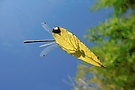 Libelle