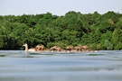 Nilgansfamilie