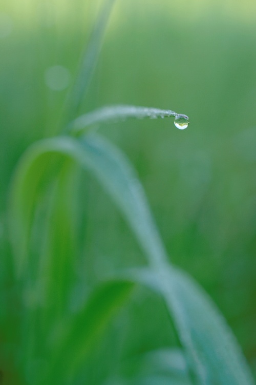 Gras #12