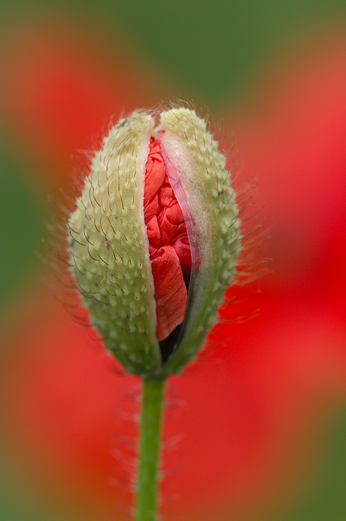 Mohnblüte