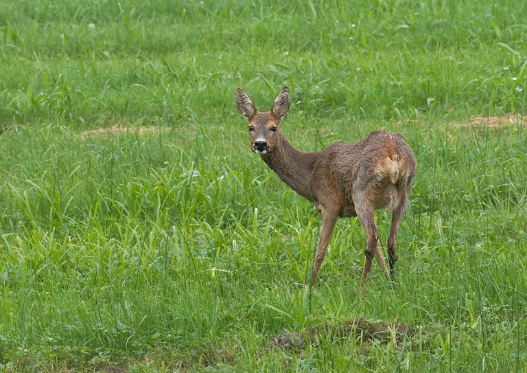 Reh