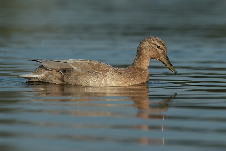 Stockente