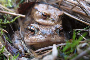 Krötenpaar