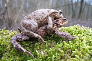Krötenpaarung