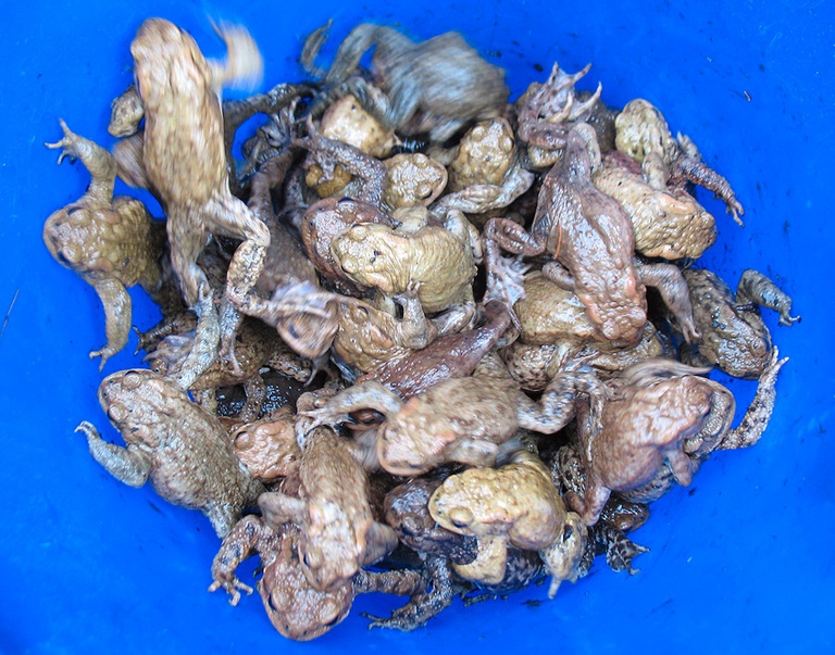 Sammeleimer