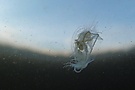Süßwasserqualle
