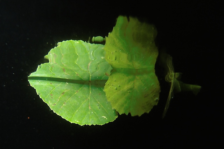 Blattspiegelung