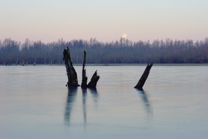 Mond über Weiden