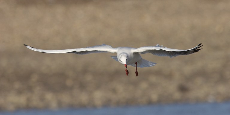 Lachmöwe
