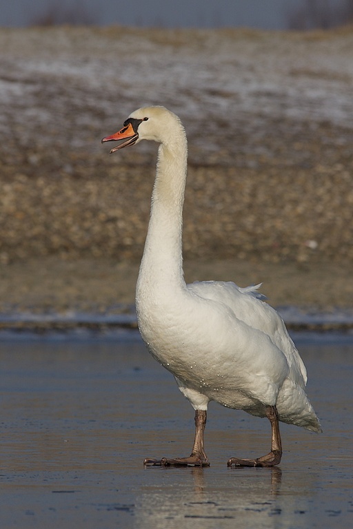 Schwan auf Eis