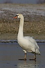 Schwan auf Eis