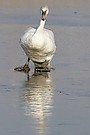 Schwan auf Eis