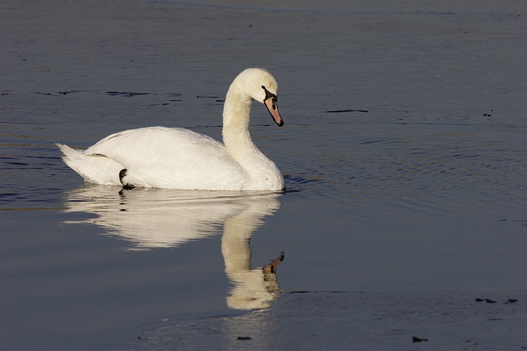 Schwan