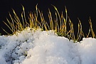 Sporenkapseln im Schnee