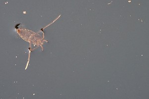Rückenschwimmer