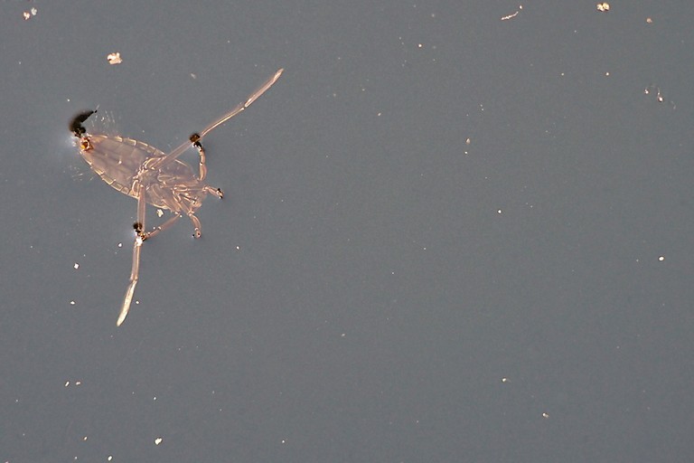 Rückenschwimmer