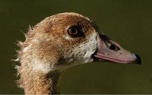 Nilgans-Kopfportrait