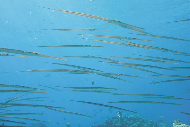 Flötenfische
