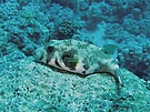 Weißflecken-Kugelfisch