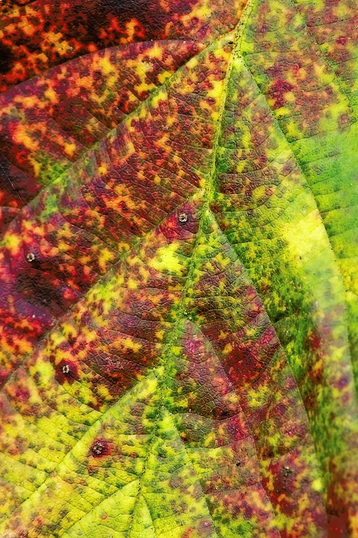 Blattdetail