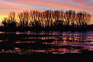 Sonnenaufgang an der Bislicher Insel