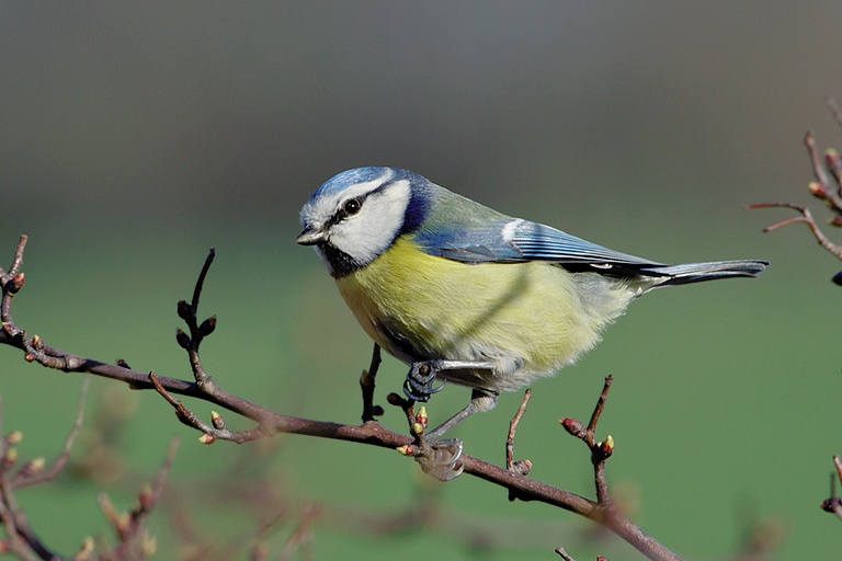 Blaumeise
