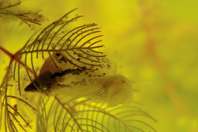 Schlammschnecke
