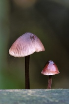 Zwei Pilze (1)