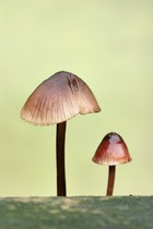 Zwei Pilze (3)