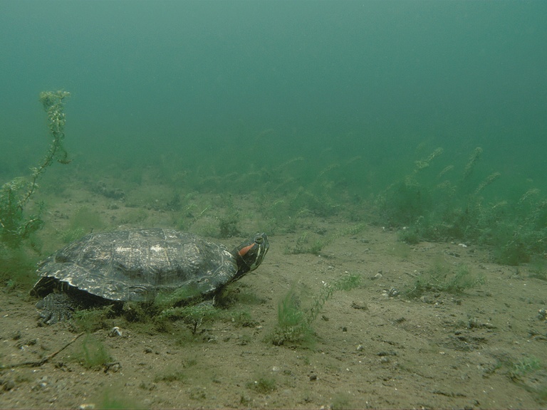 Rotwangen-Schmuckschildkröte
