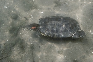 Rotwangen-Schmuckschildkröte