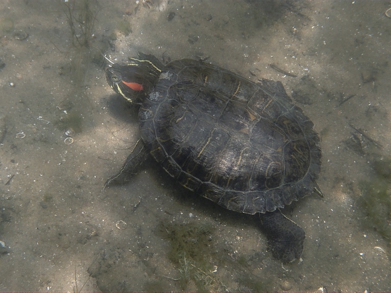 Rotwangen-Schmuckschildkröte