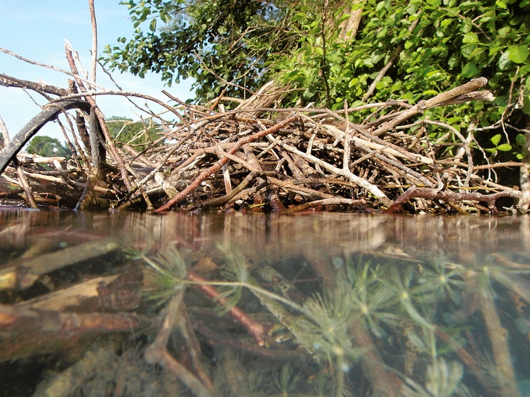 Nest