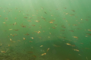 Fischschwarm