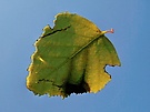 Blatt