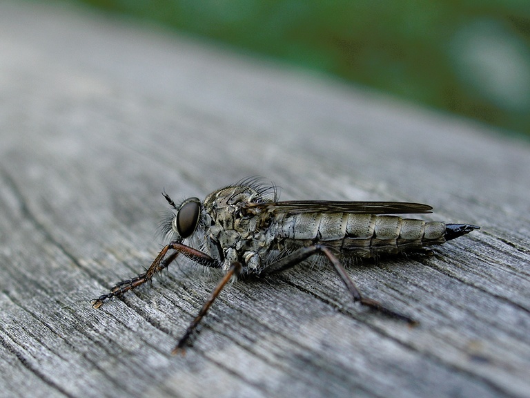 Gemeine Raubfliege
